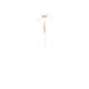 Windjack Rinascimento CFC0124862003