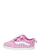 Vans - Ward V Fuchsia